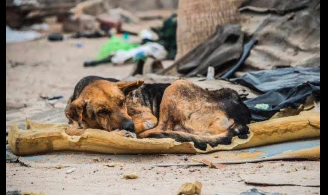 为人类奉献一生的警犬，晚年竟无人问津，被遗弃在大街睡垃圾堆