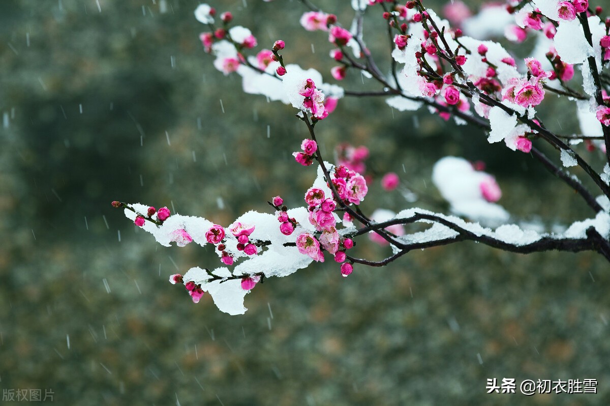 腊雪梅花古诗五首：腊雪连宵接晓飞，梅花静对雪花妍