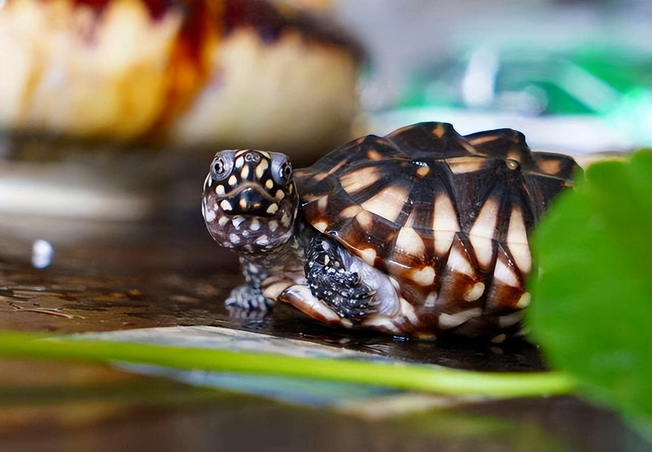 斑点池龟能长多大图片