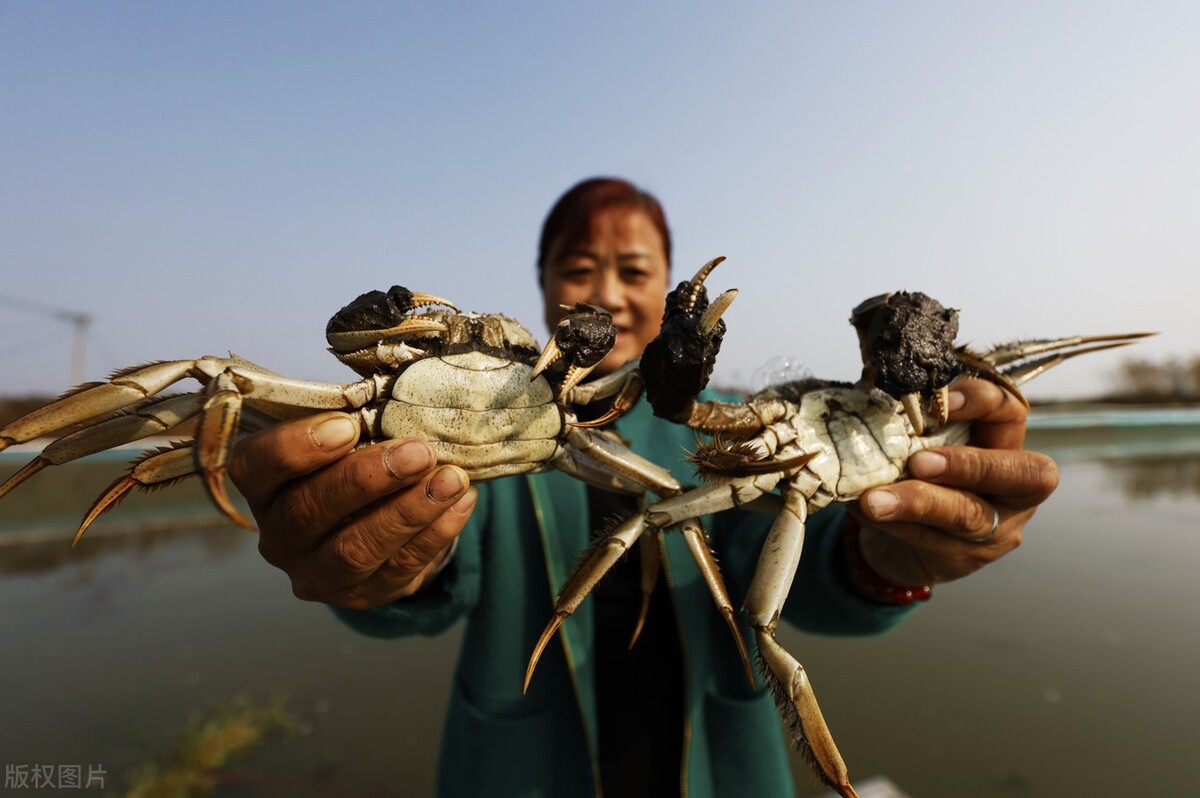 河蟹吃什么能养活，螃蟹品种繁多，食性不一样？