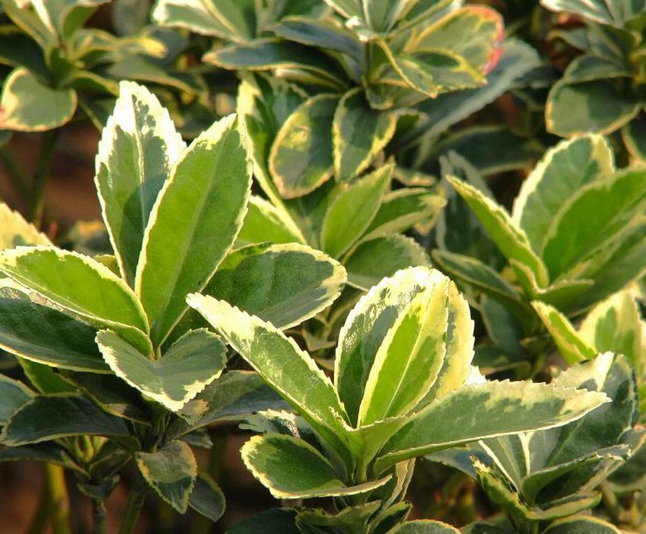 金心黄杨是什么(带你了解能对抗城市烟尘和甲醇的植物)