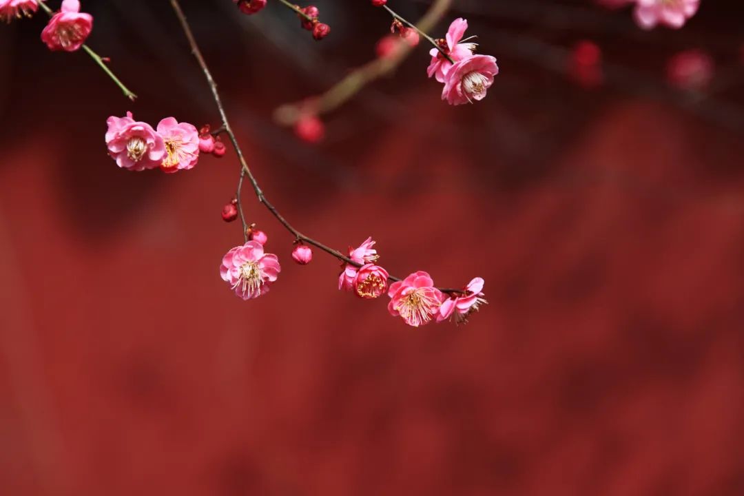 唐寅的诗(唐伯虎最香艳的一首诗，道破夫妻相处真谛：你在闹，我在笑)