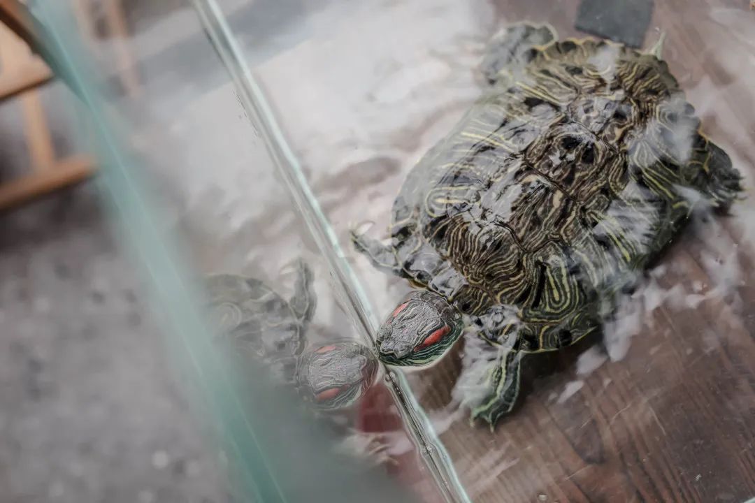 她家装修不奢华，却处处流露着高级感，光一个客厅就把我迷住了