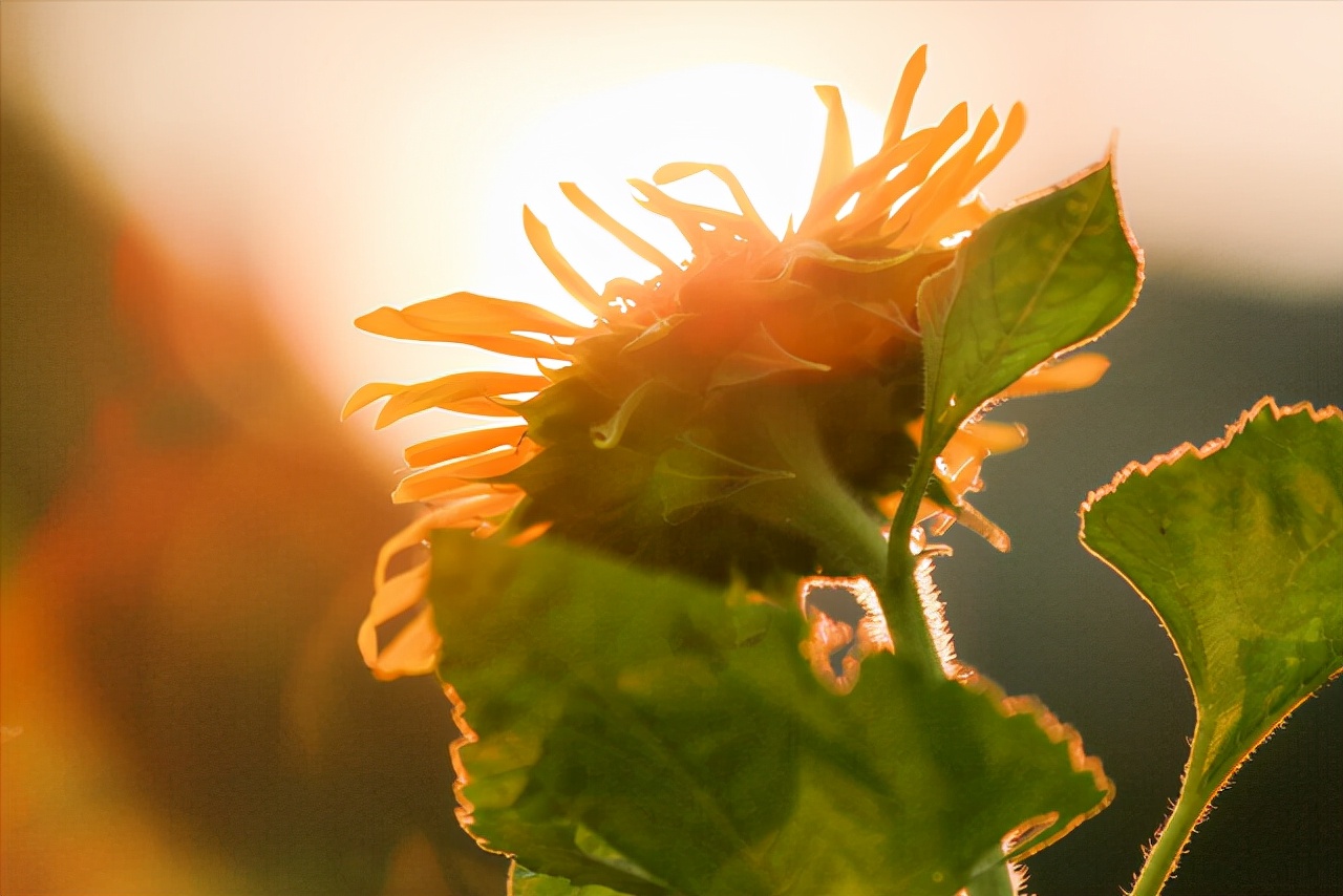 如果遇到了今生的真爱，你会有三种感应，每一种都很强烈