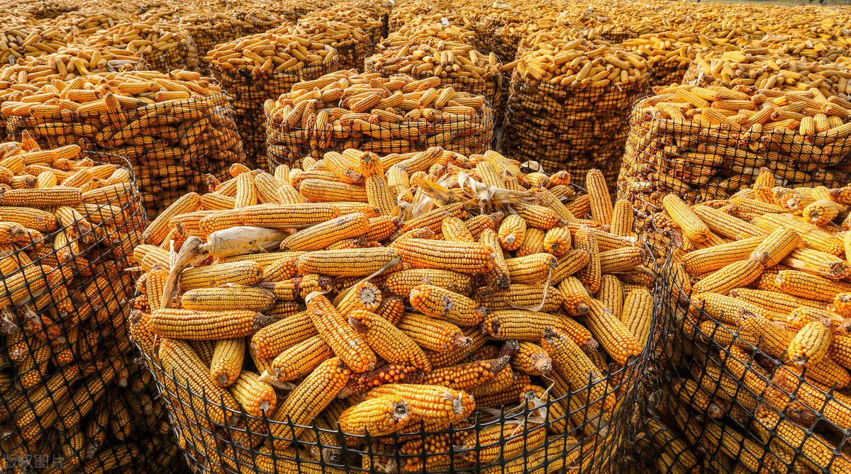 白山市今日玉米价格，今日河南玉米价一斤多少钱