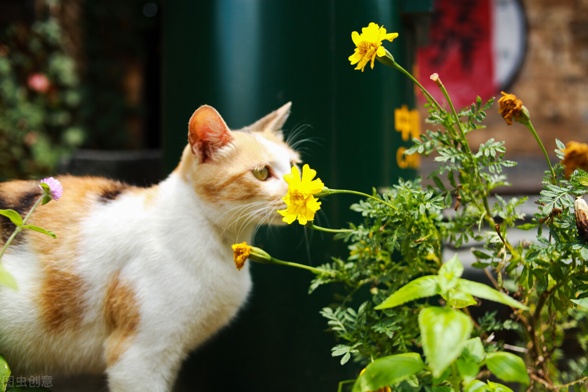 猛虎細嗅薔薇(蘇軾:心有猛虎,細嗅薔薇)