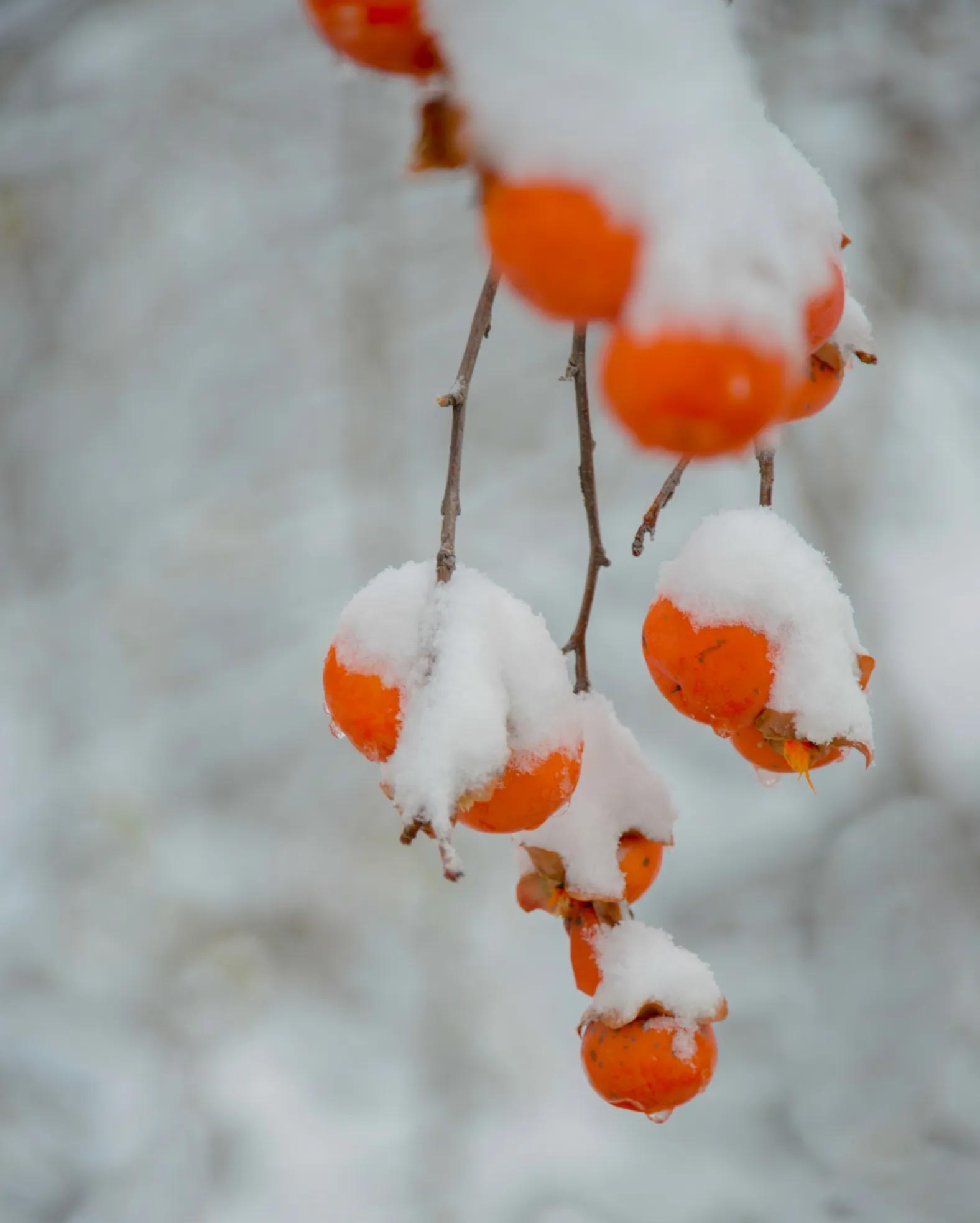 散文诗：感怀四季 雪天有感