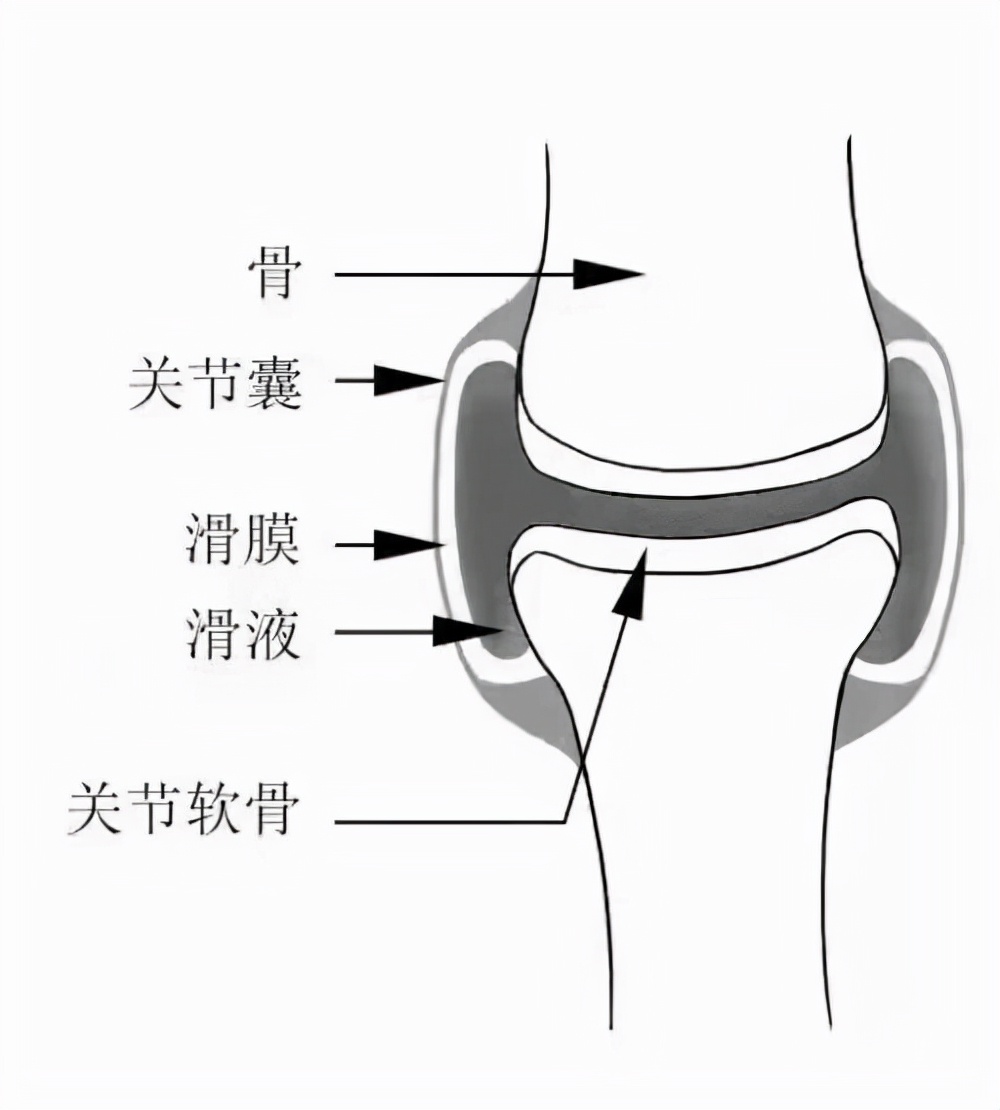 营养和润滑的主要来源通俗来讲膝关节可以进行的主要运动是前后的屈伸