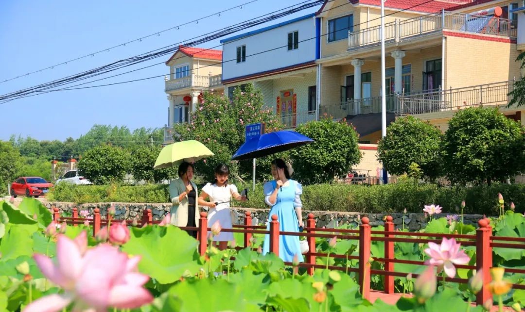 光山县：荷花悄然绽放 迎来最美夏季