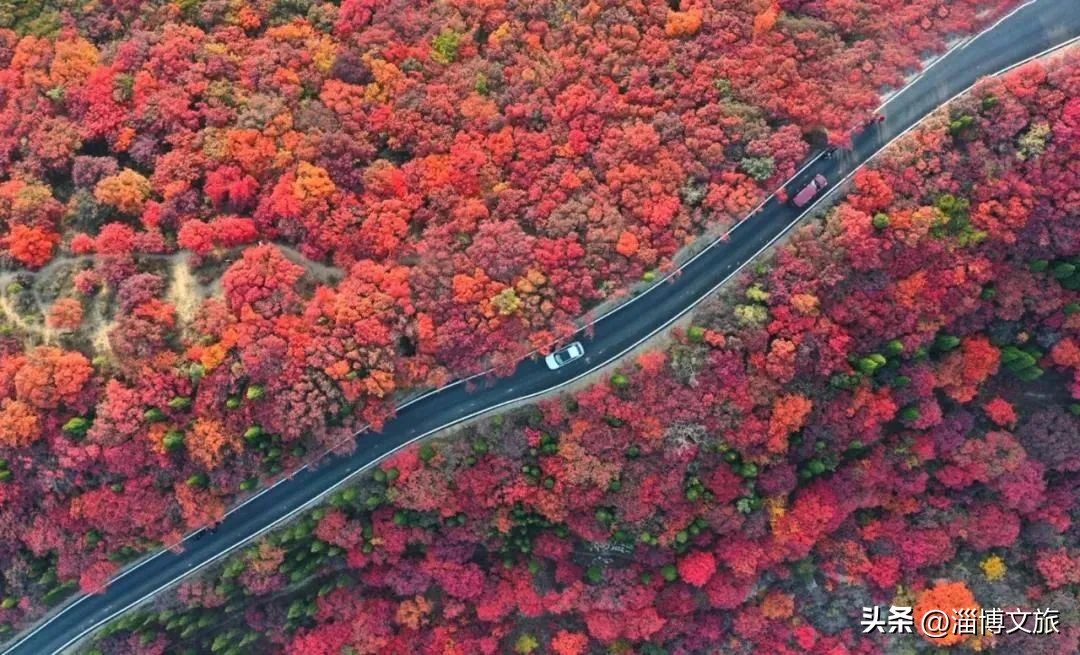 淄博市看红叶最好的地方（淄博8大红叶观赏地）