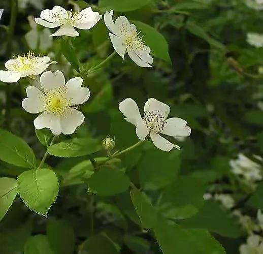 「散文」一枝荼蘼芳菲尽