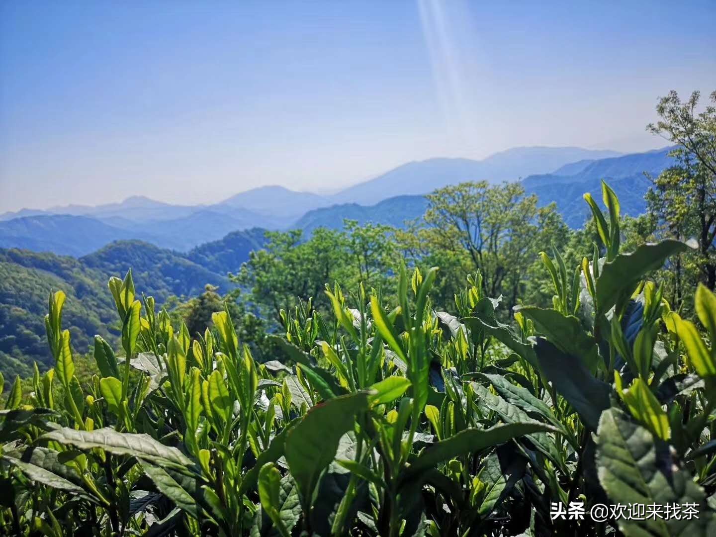为什么有些女明星会对茶爱不释手