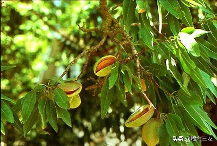 巴旦木是什么果（巴旦木是新疆最珍贵的一种干果子）