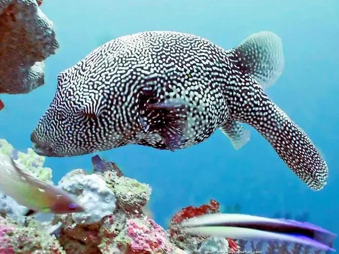 海洋中最美的精灵,各种惊爆眼球的鱼类美图欣赏