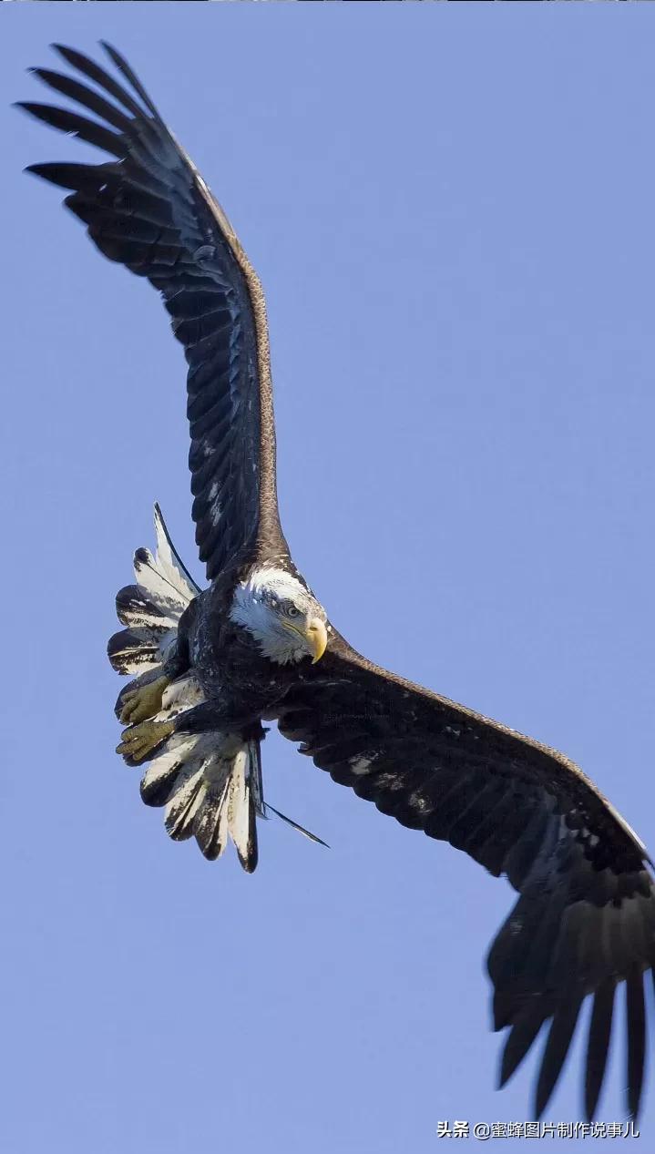 雄鹰展翅高飞,搏击长空终不悔