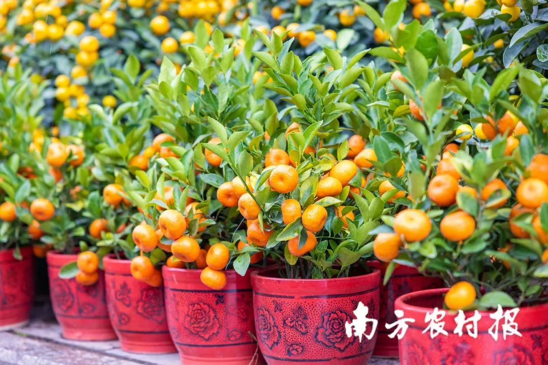 从化室内花卉哪些种类（年货推介第一弹！广东花市强势回归，哪朵花是你的最爱？（附各地市购花攻略））