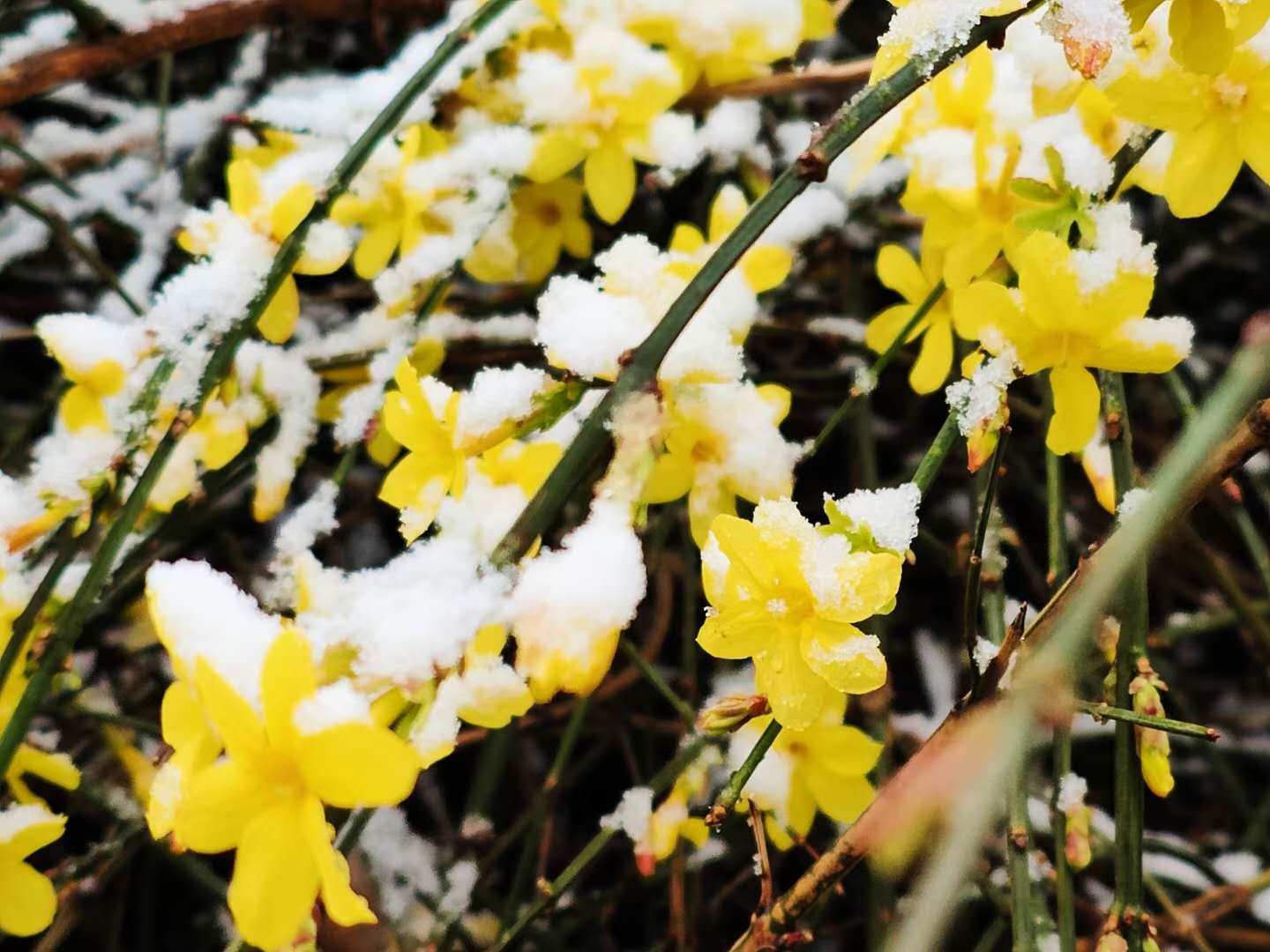 雪与花共舞 | 红墙，白雪，鲜花，美不胜收！