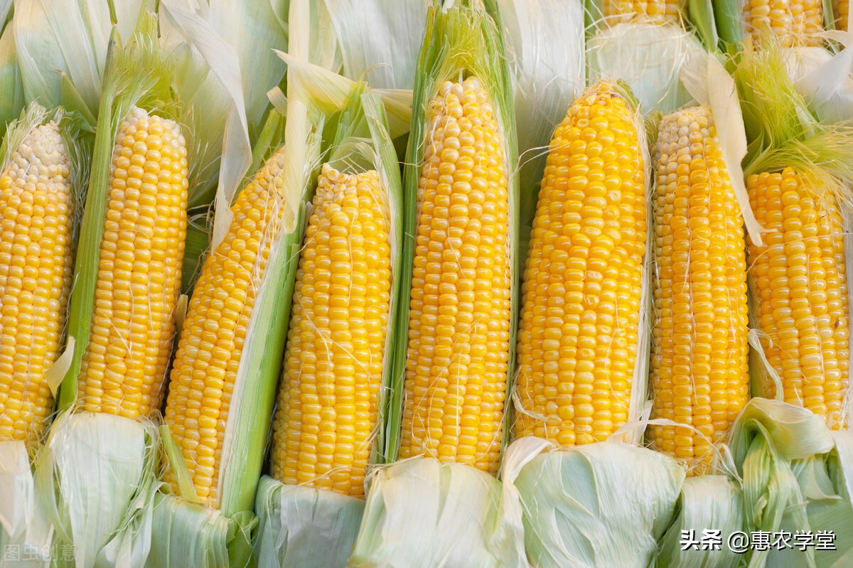 现在玉米多少钱一斤？12月还能再涨吗？2021年最新玉米行情预测