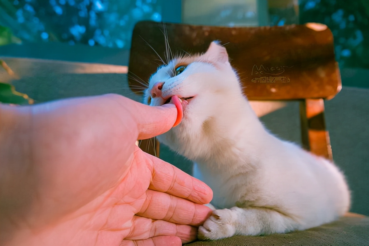 猫咪舔我的手是什么意思（猫咪舔我的手是什么意思啊）-第5张图片-华展网