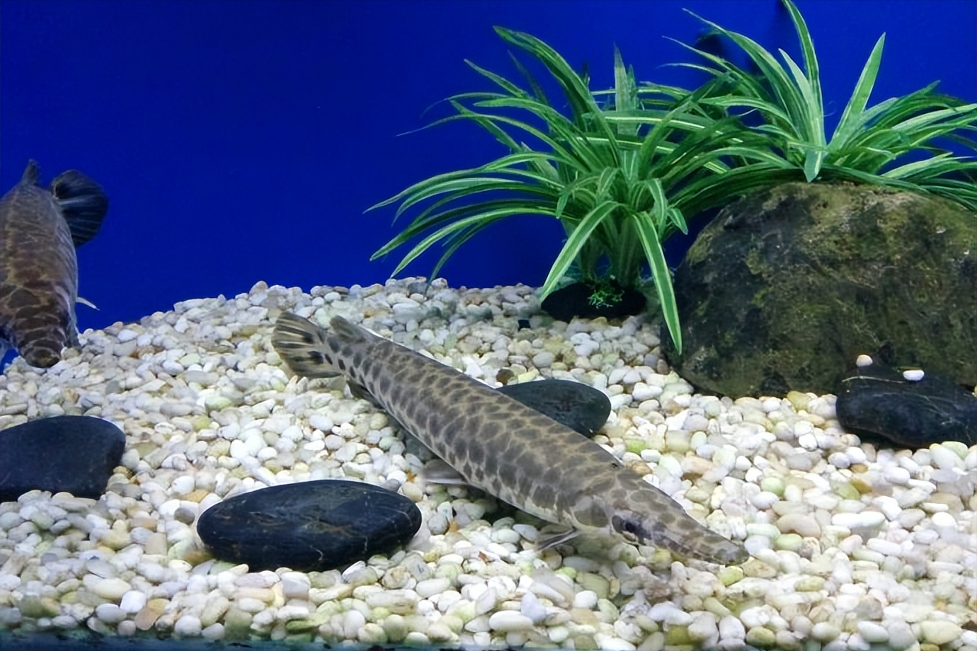 雀嘴鳝和鳄雀鳝图片(鳄雀鳝进入我国已有四十年,为何至今没有泛滥成灾