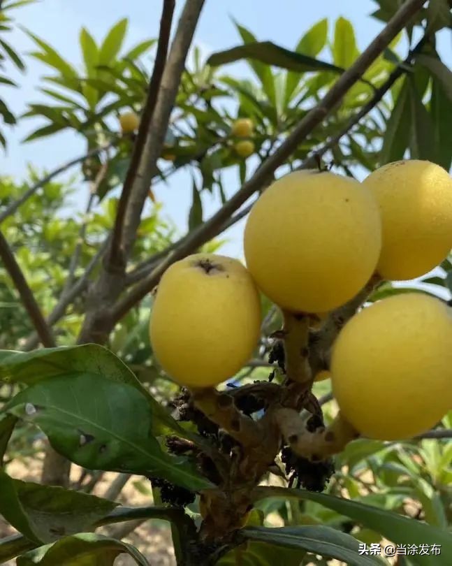 安徽当涂：大青山的枇杷熟了！