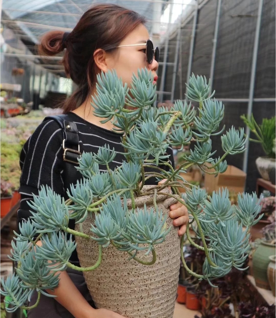 那些美出天际的多肉,既漂亮又好养,治愈心灵第一名