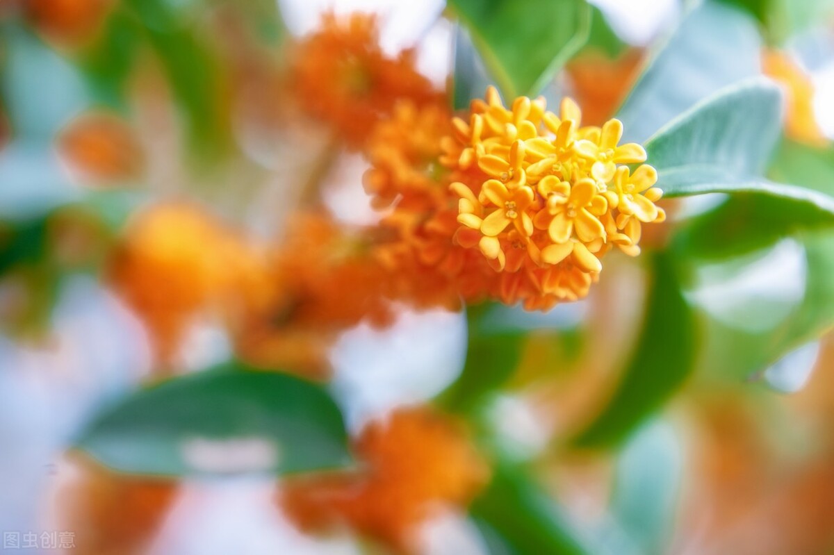 桂花为何这么香？桂花香对人体有无害处？详细科普