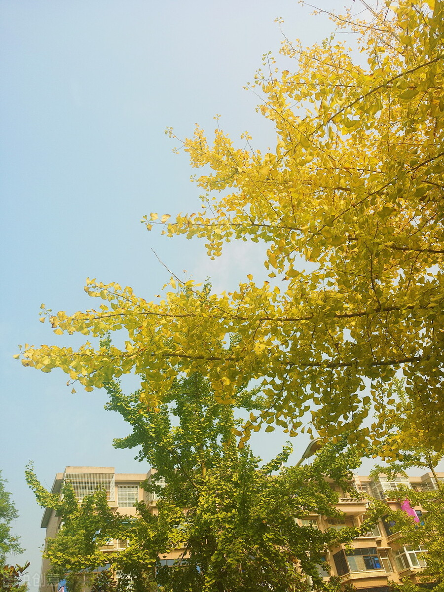 湖北理工学院继续教育学院成人高考专科本科专升本招生报名专业