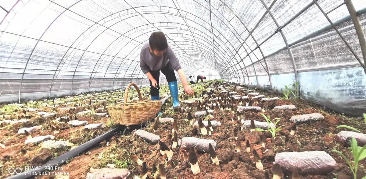 河南省仓房镇周庄村：羊肚菌带来新收益 脱贫户奔向振兴路