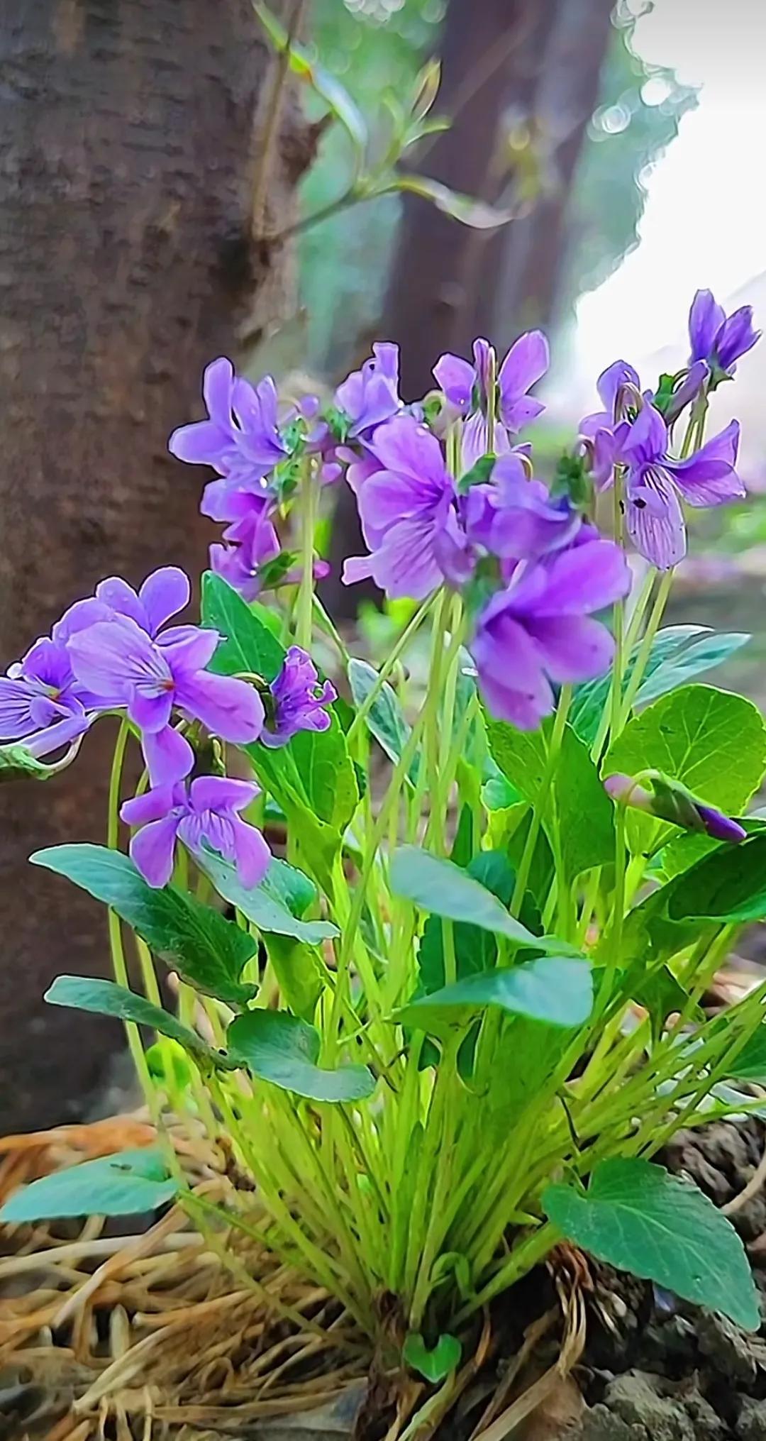 紫花地丁,草药完美的合体