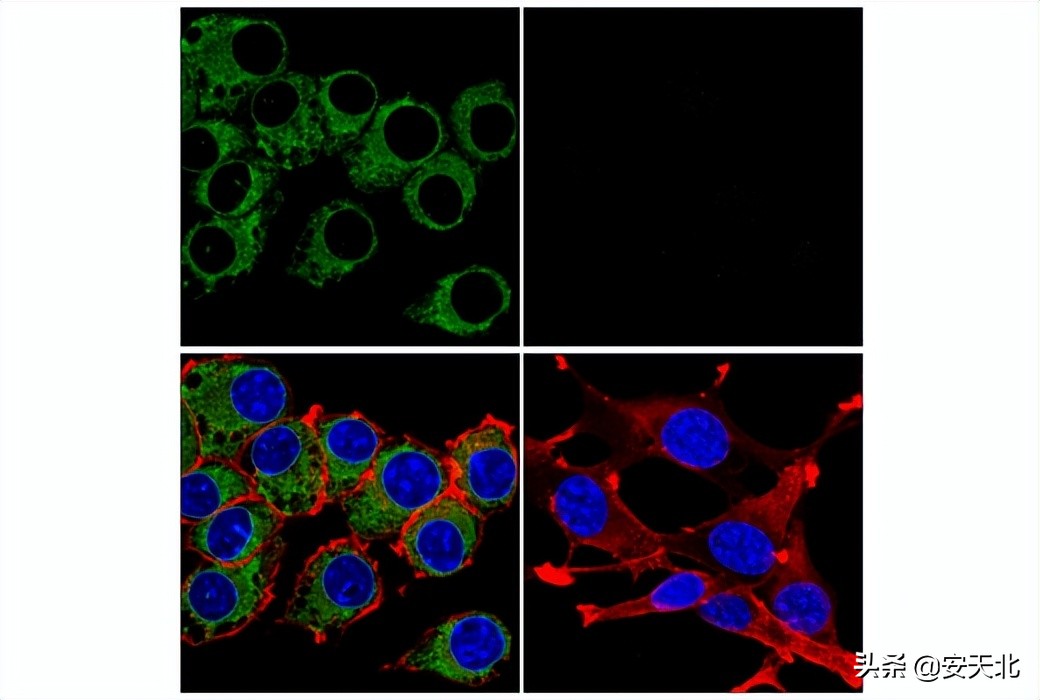 6月上市的经严格验证的全新抗体、试剂及试剂盒-伊诺凯