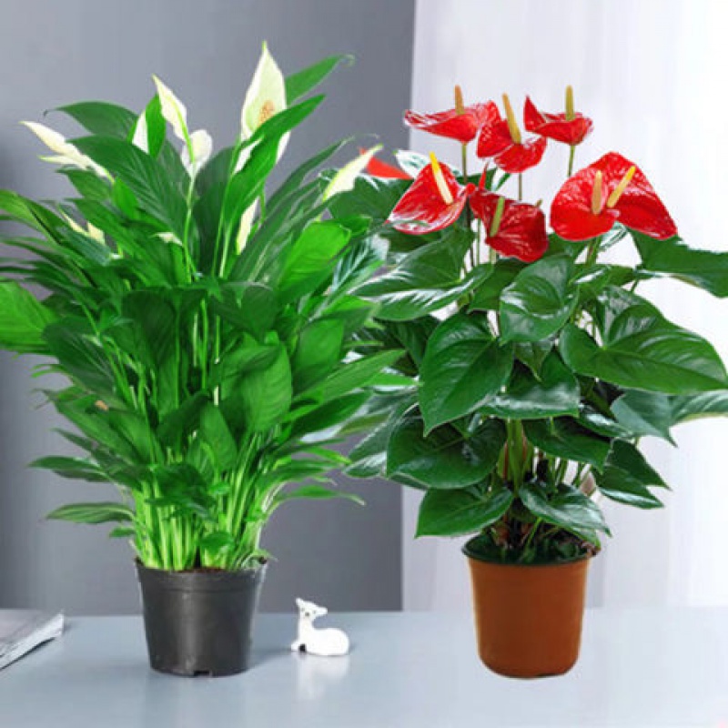 家里光照不足，建议养这10种“耐阴花”，有点散光就能长得很美