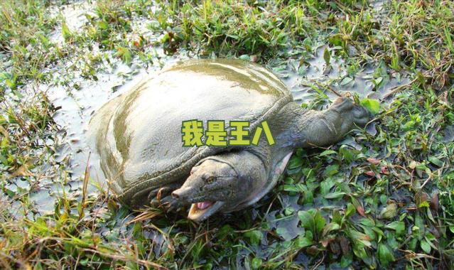 巴西龟在我国泛滥成灾，危害不输印度恒河鳖，我国吃货：能吃吗