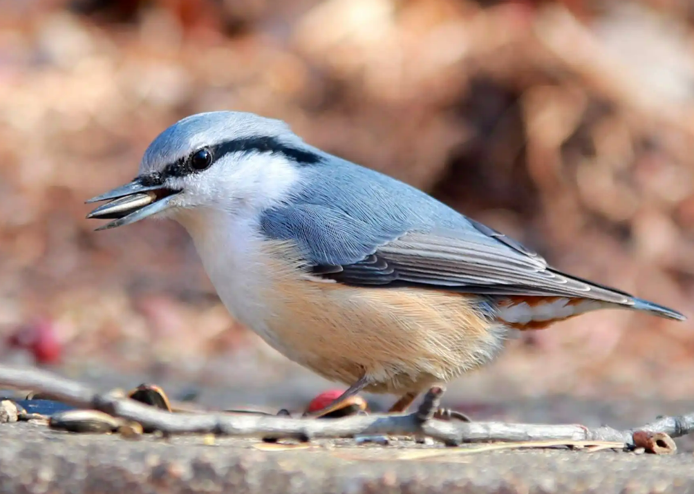 鸸鹋怎么读 鸸鹋的正确读音-大连问答网