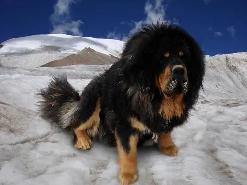 见到一定绕道走！地表战斗力爆表的12种猛犬，一獒战三狼战狮子？