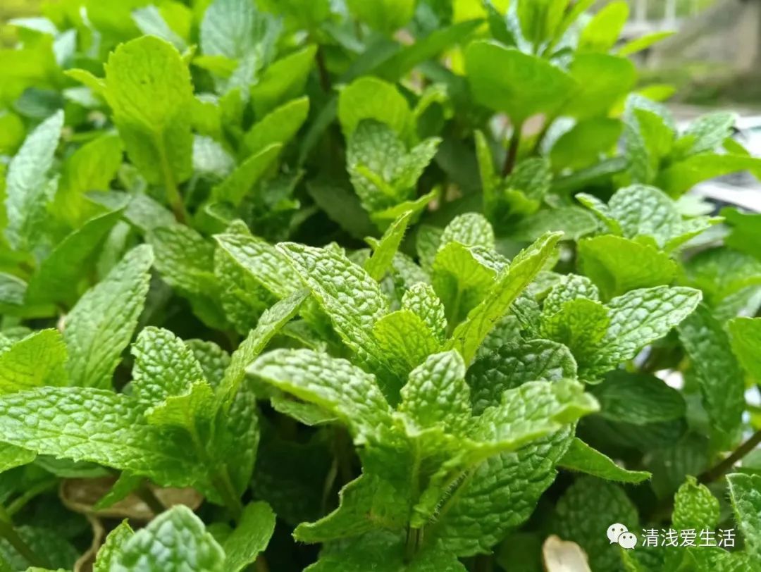 初夏薄荷最容易出现的白粉病如何处理