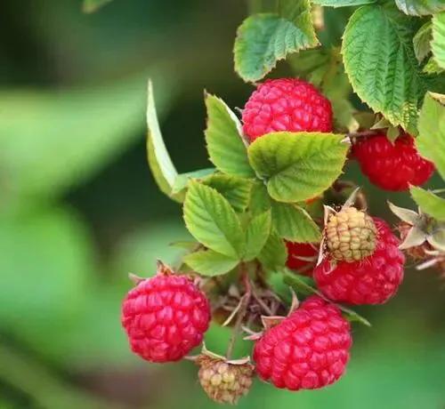 树莓好吃吗什么味道（盘点小时候经常吃的5种野果子）