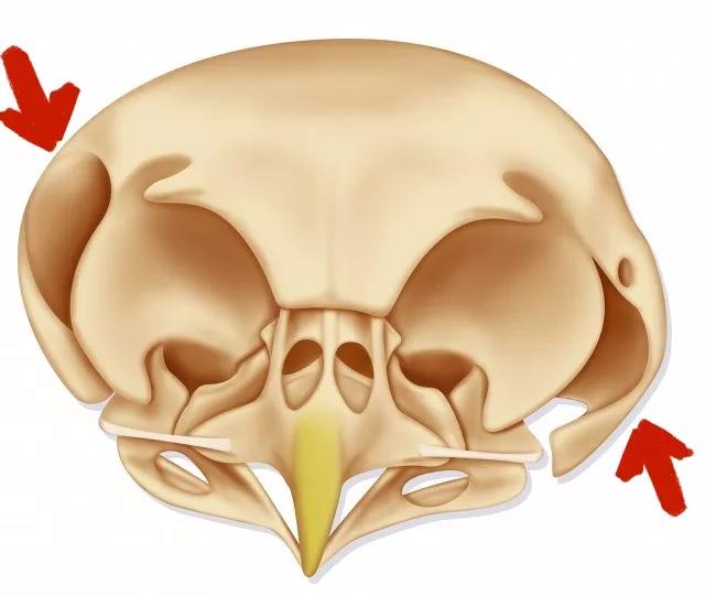 猫头鹰的耳朵为什么不对称猫头鹰的耳朵是左右不对称的