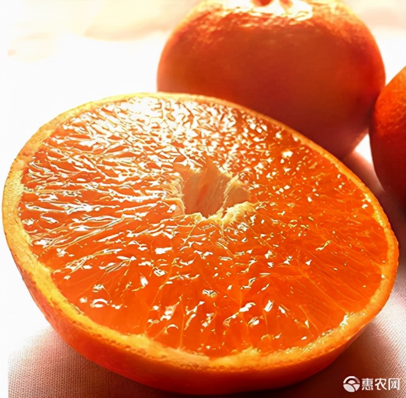 丽红柑橘简介图片