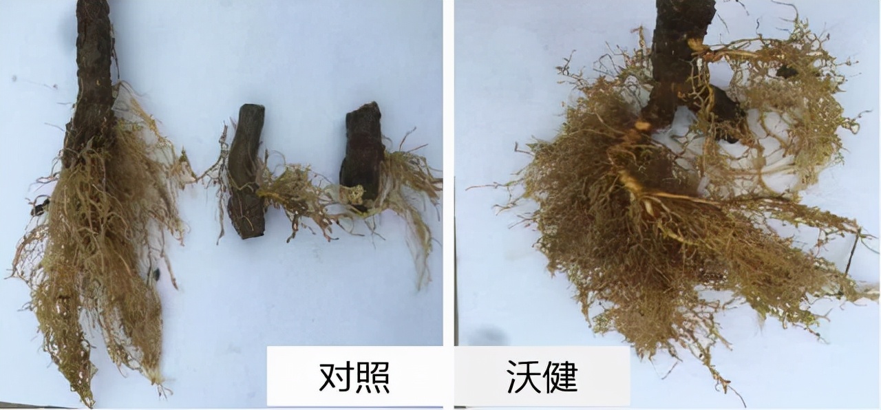 花粉多糖肥好用吗？怎么用？一文说清楚