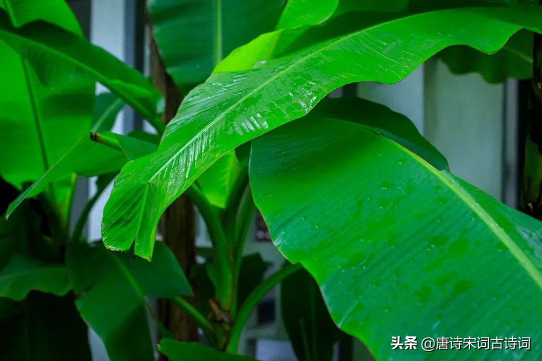 江南雨景图片(江南春雨，人间极致的浪漫)