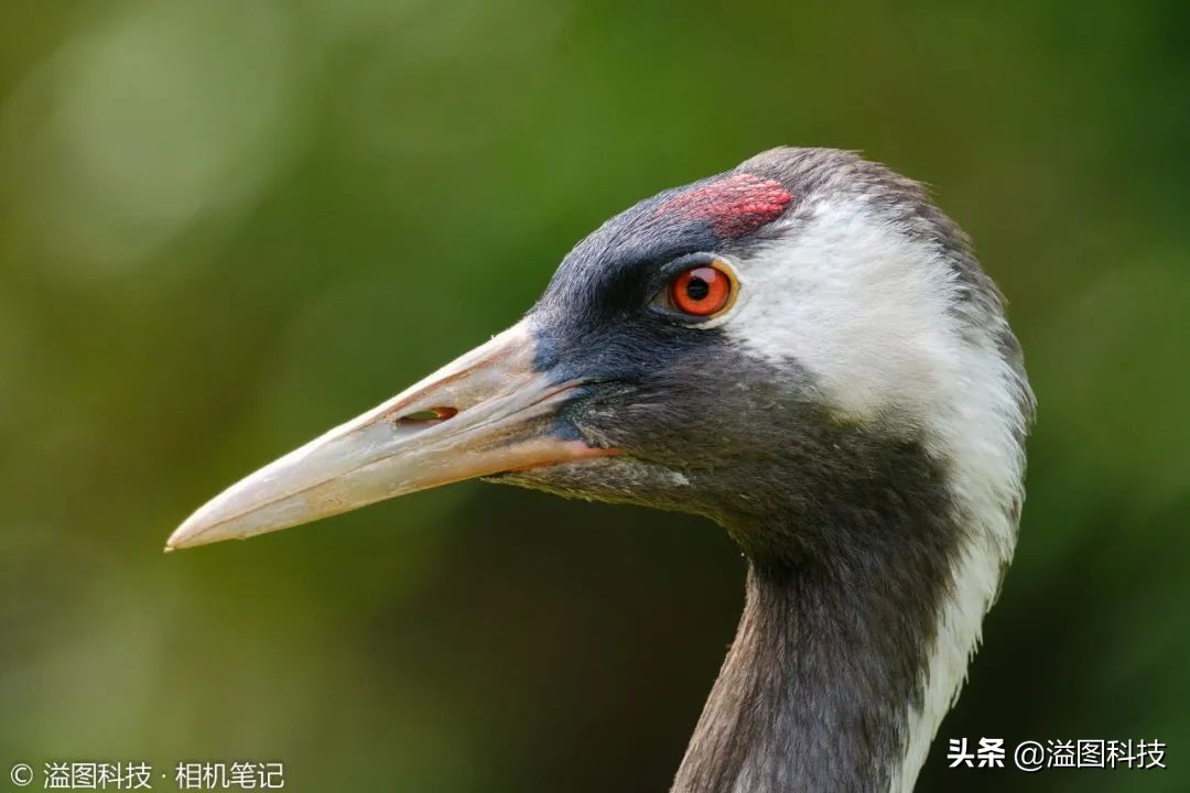 试玩一个兼具高性能与便携性的生态拍鸟新组合