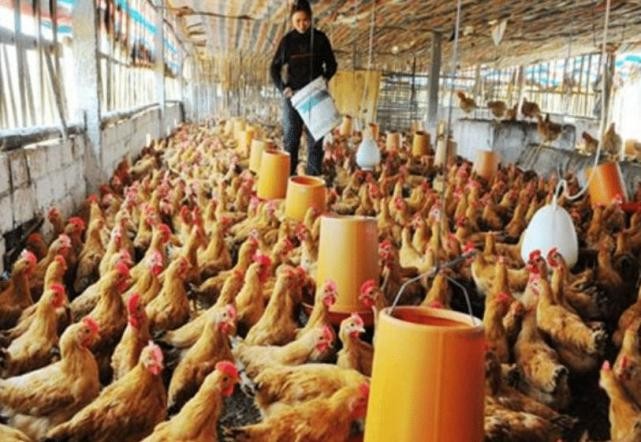 温氏集团：开了262家分公司，出了48位亿万富豪