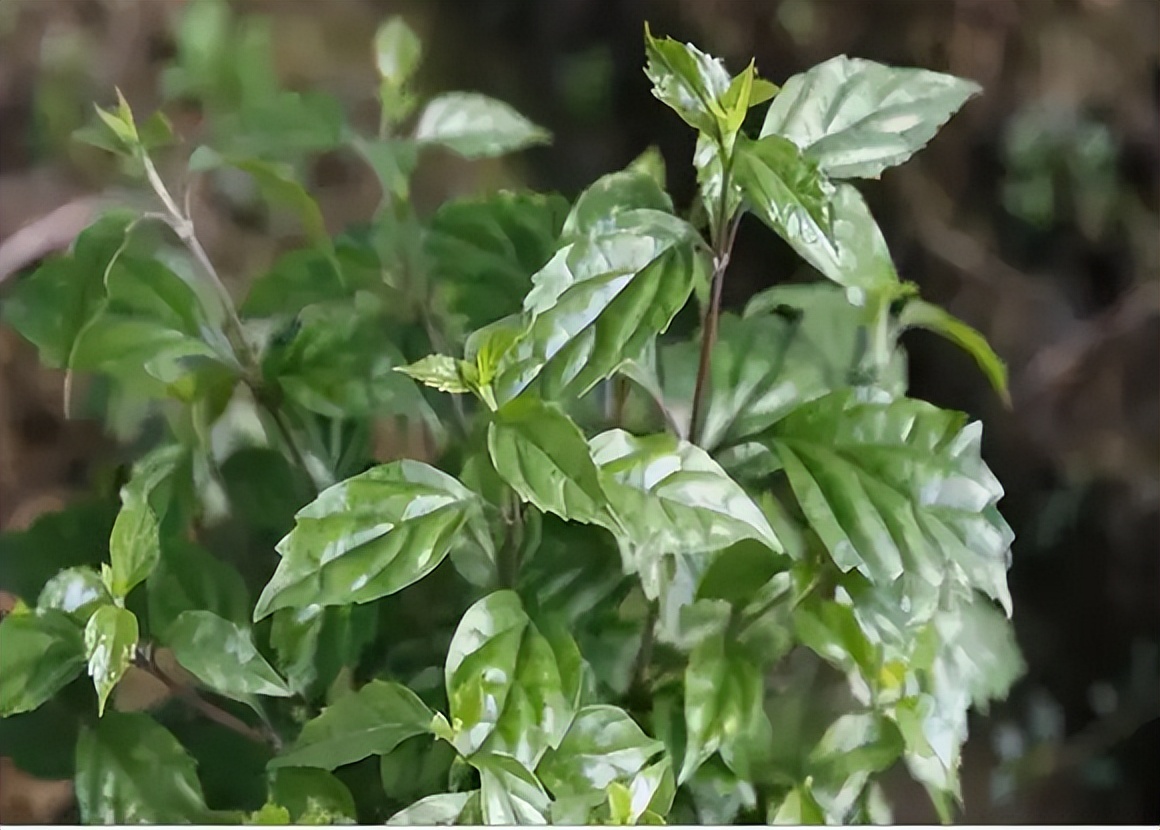 凉粉树的学名叫"臭黄荆",虽然名字有点不雅,但它做的美食却一点不臭
