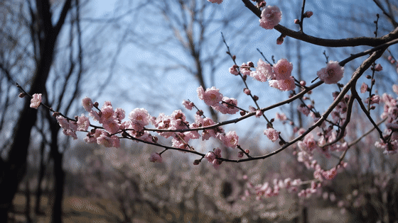 看完这篇文章，终于可以说一句：你好，南京的春天
