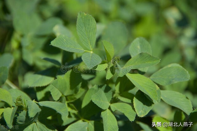 开春十大野菜图片（开春十大野菜图片高清）-第46张图片-科灵网