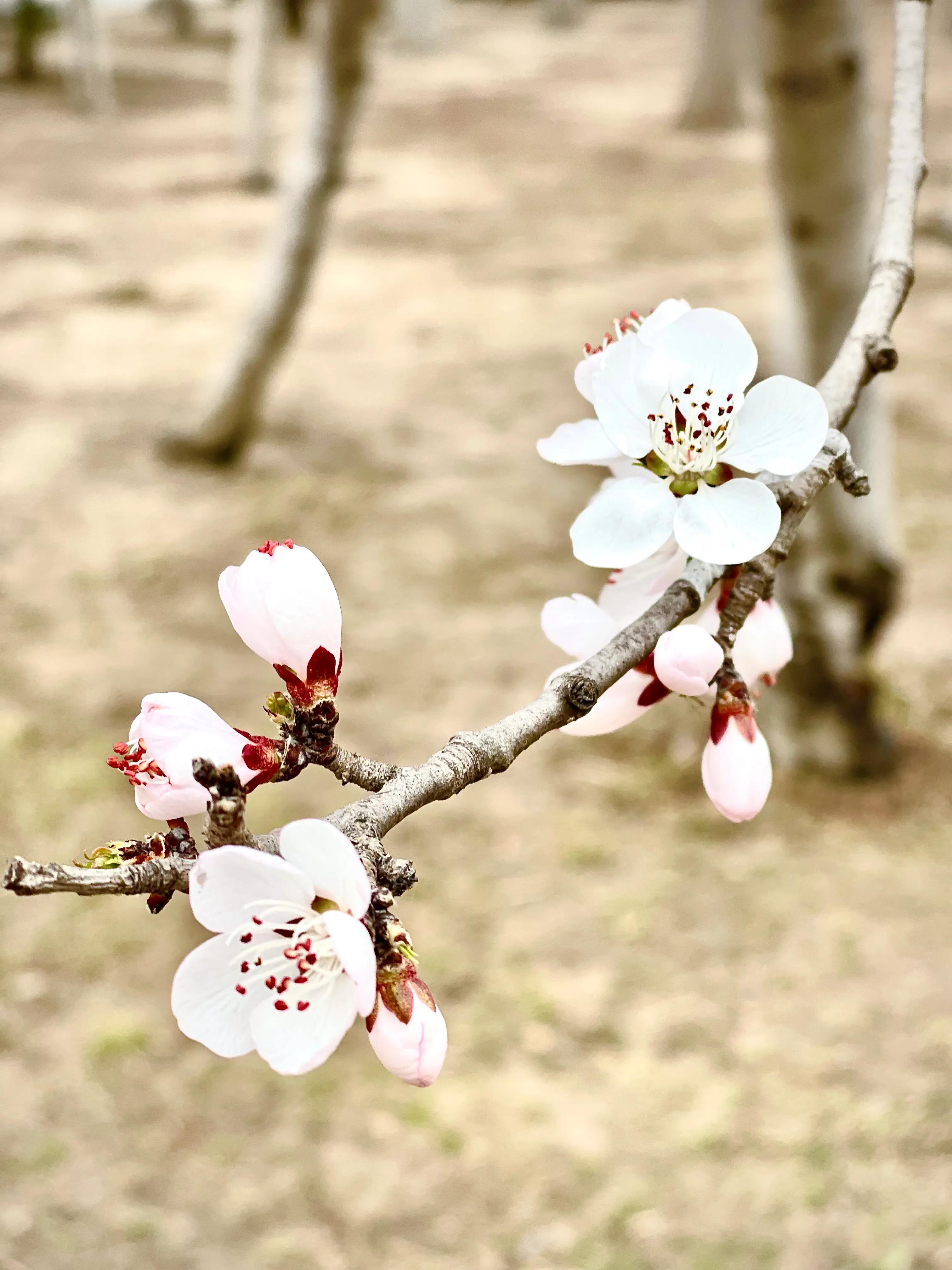 春风山桃