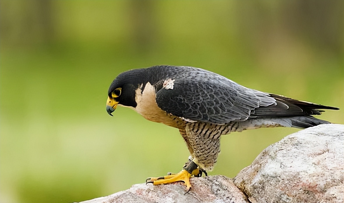 游隼怎么读？游隼的读音和意思