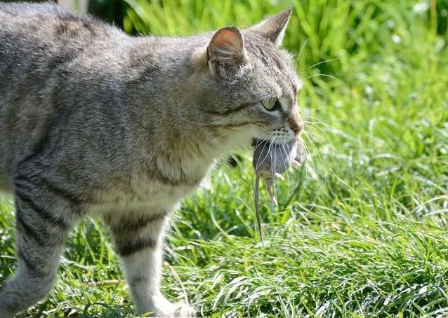 虽然“中华狸花猫”被CFA认证除名，但依旧很优秀