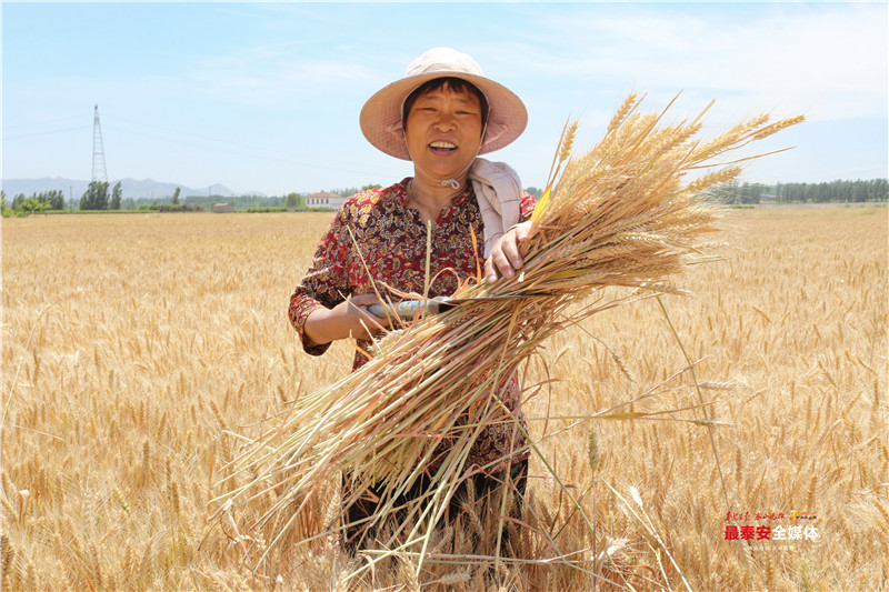 泰安：风吹麦成浪 芒种收麦忙